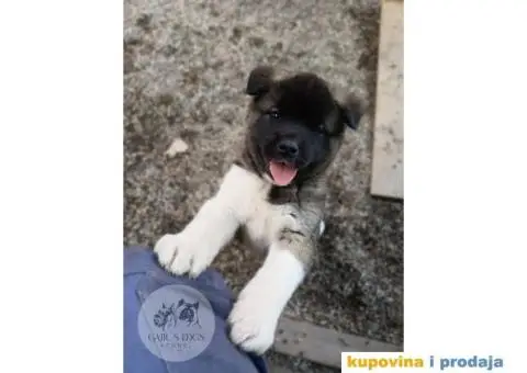 Američka Akita štenci - 6/15