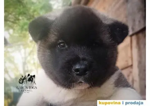 Američka Akita štenci - 7/15
