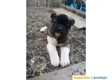 Američka Akita štenci - 8/15