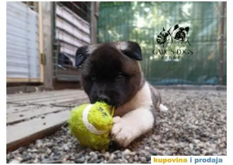 Američka Akita štenci - 9/15