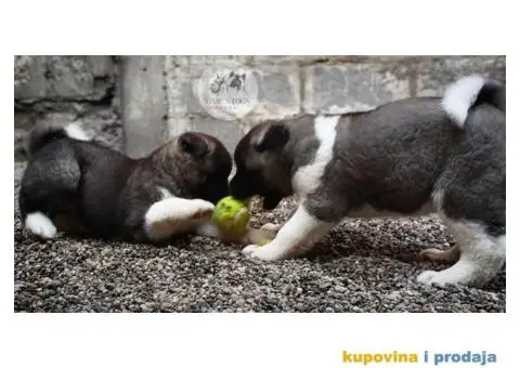 Američka Akita štenci - 10/15