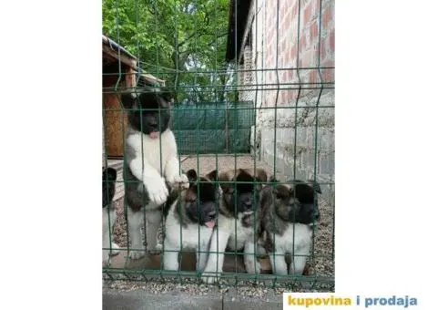 Američka Akita štenci - 11/15