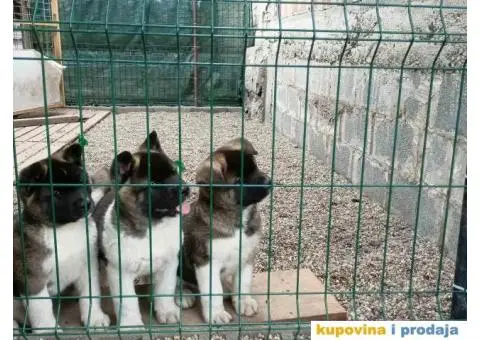 Američka Akita štenci - 12/15