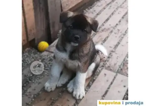 Američka Akita štenci - 14/15