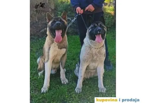 Američka Akita štenci - 15/15