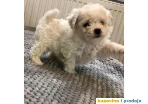 Kovrdžavi bišon štenci - 1/11