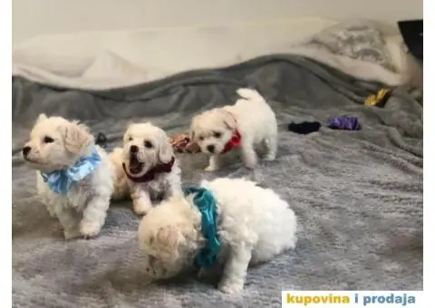 Kovrdžavi bišon štenci - 2/11
