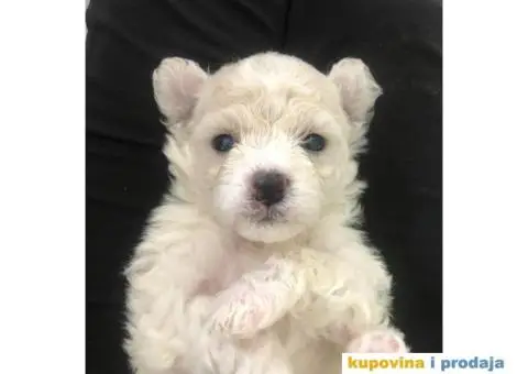 Kovrdžavi bišon štenci - 3/11
