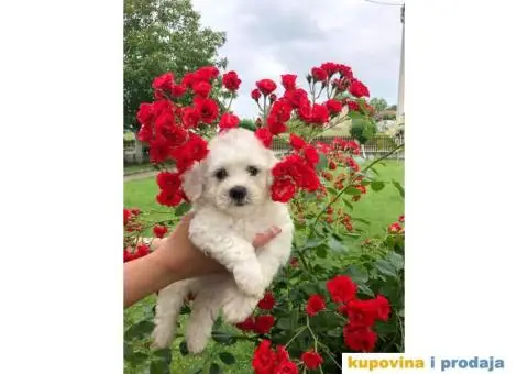 Kovrdžavi bišon štenci - 4/11