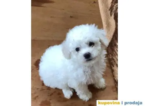 Kovrdžavi bišon štenci - 5/11