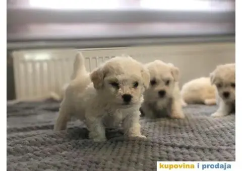 Kovrdžavi bišon štenci - 6/11