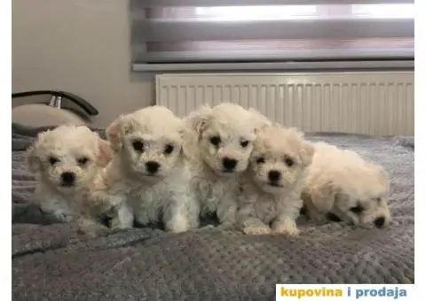 Kovrdžavi bišon štenci - 7/11