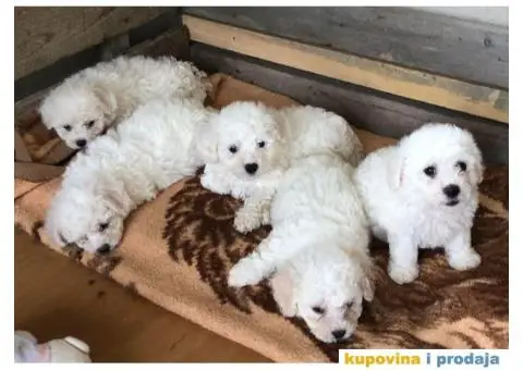 Kovrdžavi bišon štenci - 8/11