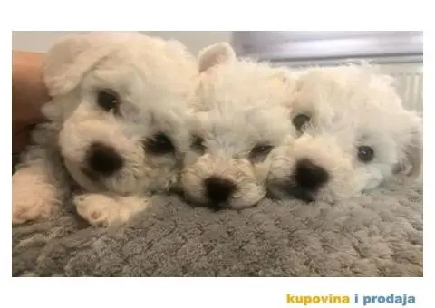 Kovrdžavi bišon štenci - 9/11