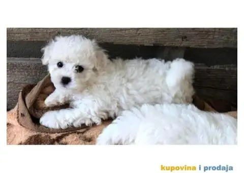Kovrdžavi bišon štenci - 10/11
