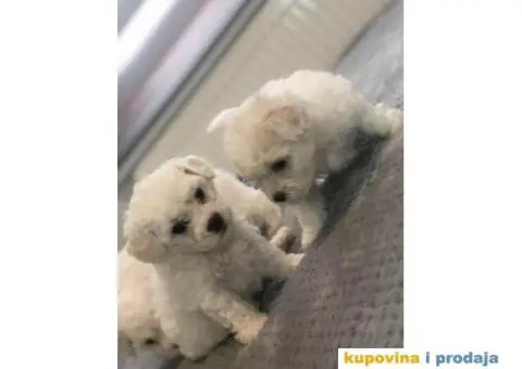 Kovrdžavi bišon štenci - 11/11