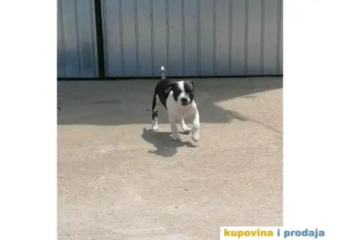 Stafordski Bul Terijer štene - 3/10