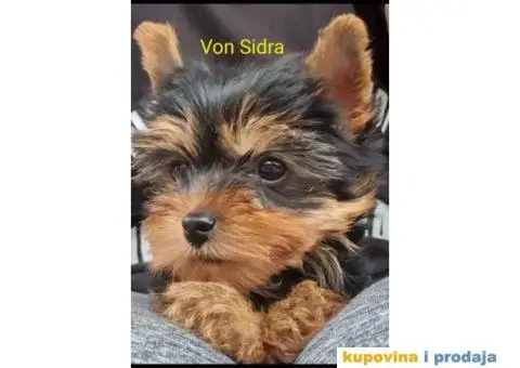 Jorkširski terijer - jorki - 1/4