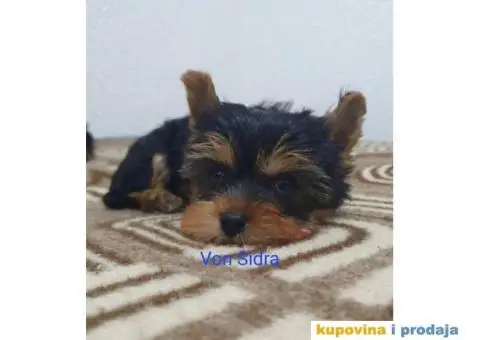 Jorkširski terijer - jorki - 2/4