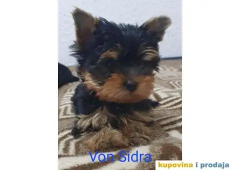 Jorkširski terijer - jorki - 3/4