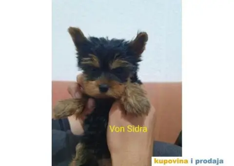 Jorkširski terijer - jorki - 4/4