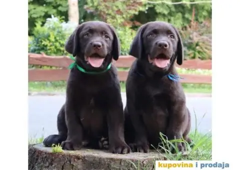 Labrador retriver čokoladno štene - 1/8