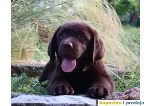 Labrador retriver čokoladno štene - 2/8