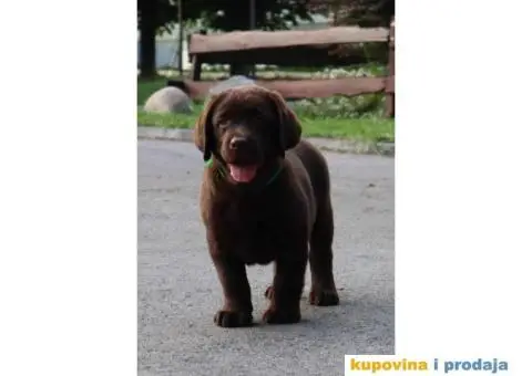 Labrador retriver čokoladno štene - 3/8