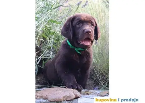 Labrador retriver čokoladno štene - 4/8