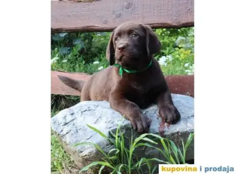 Labrador retriver čokoladno štene - 5/8