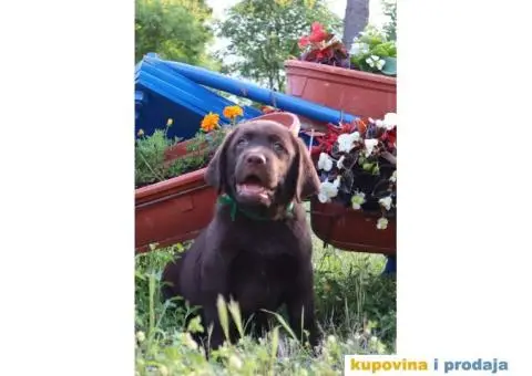 Labrador retriver čokoladno štene - 6/8