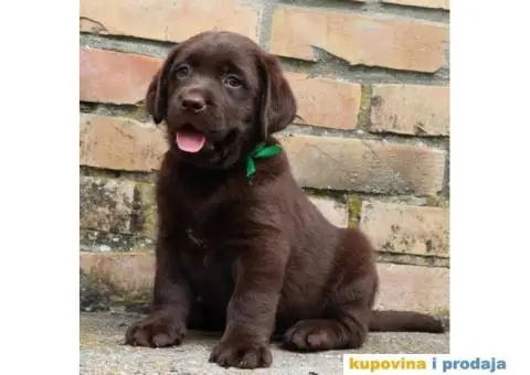 Labrador retriver čokoladno štene - 8/8