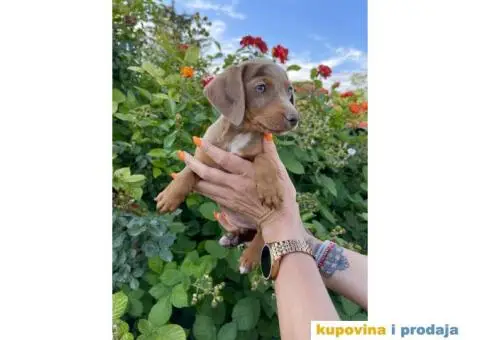 Patuljasti Jazavičar egzotične boje - 1/10