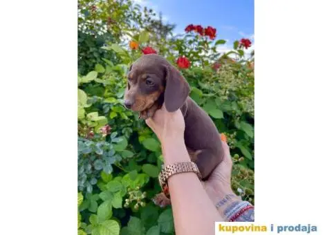 Patuljasti Jazavičar egzotične boje - 2/10