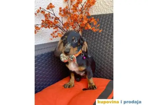 Patuljasti Jazavičar egzotične boje - 4/10