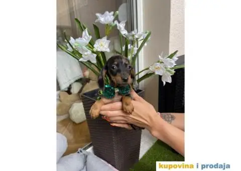 Patuljasti Jazavičar egzotične boje - 5/10