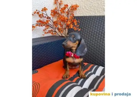 Patuljasti Jazavičar egzotične boje - 6/10