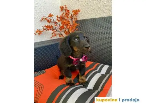 Patuljasti Jazavičar egzotične boje - 8/10