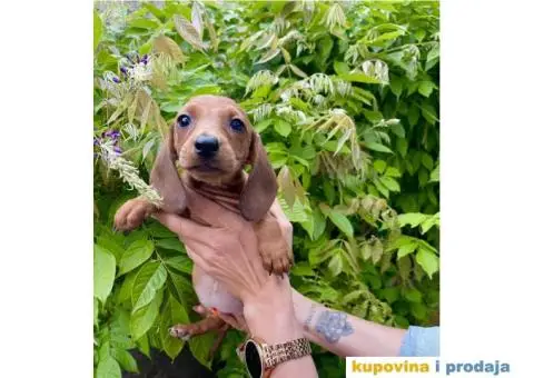 Patuljasti Jazavičar egzotične boje - 10/10