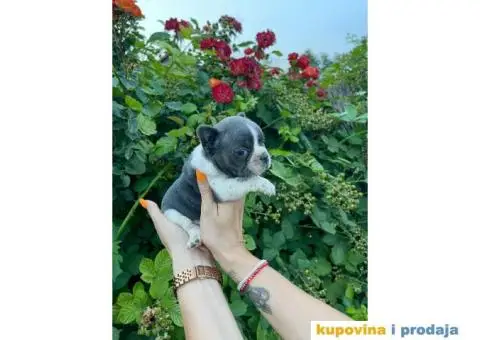 Francuski Buldog ŠTENCI + POKLON - 1/9
