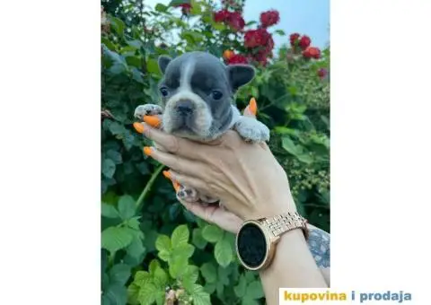 Francuski Buldog ŠTENCI + POKLON - 2/9