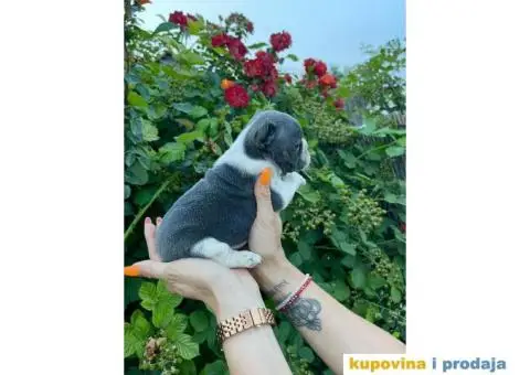 Francuski Buldog ŠTENCI + POKLON - 3/9