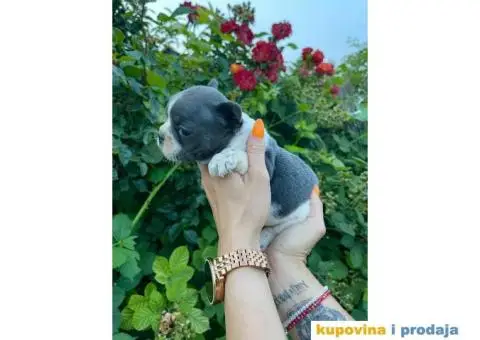 Francuski Buldog ŠTENCI + POKLON - 4/9