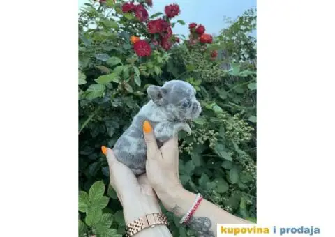 Francuski Buldog ŠTENCI + POKLON - 5/9