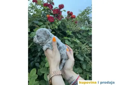 Francuski Buldog ŠTENCI + POKLON - 6/9