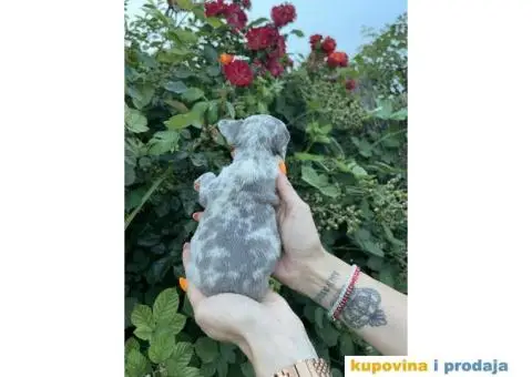 Francuski Buldog ŠTENCI + POKLON - 7/9