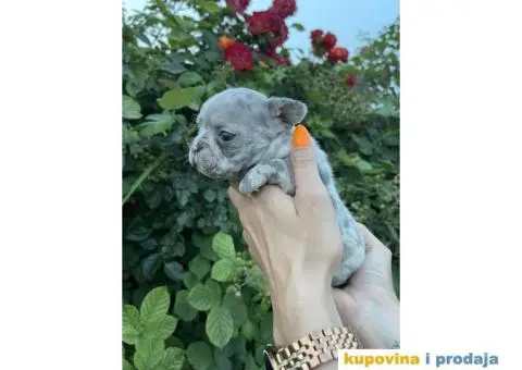 Francuski Buldog ŠTENCI + POKLON - 8/9