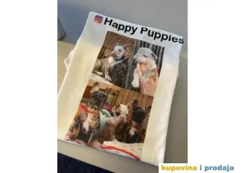 Francuski Buldog ŠTENCI + POKLON - 9/9