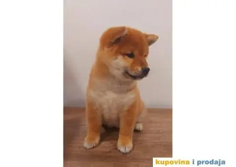 Šiba Inu štenci - 2/8