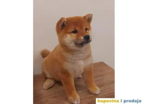 Šiba Inu štenci - 3/8